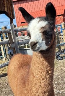 During the Ranch Tour Burns Llama Trailblazers you will work with the llamas