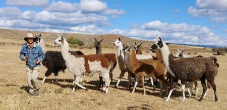 Female llamas running across a field