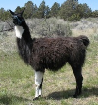 BLT Obsidian Edition is available for outside breedings