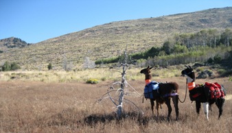 Camping in the old burn above Indian Creek on Steens Mountain