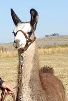 Male pack llama for sale: BLT Eagle Bear's Angus