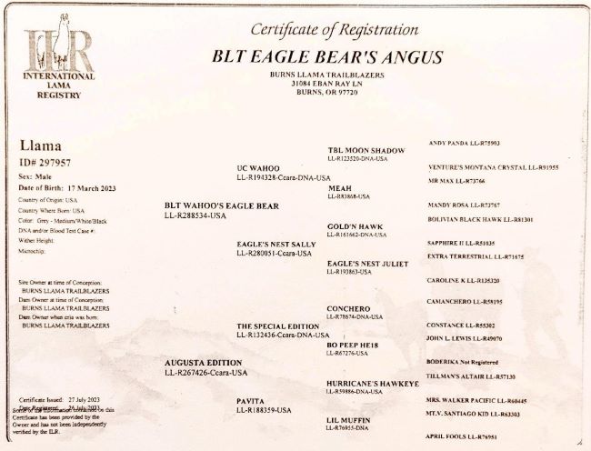 Pedigree of BLT Eagle Bear's Angus