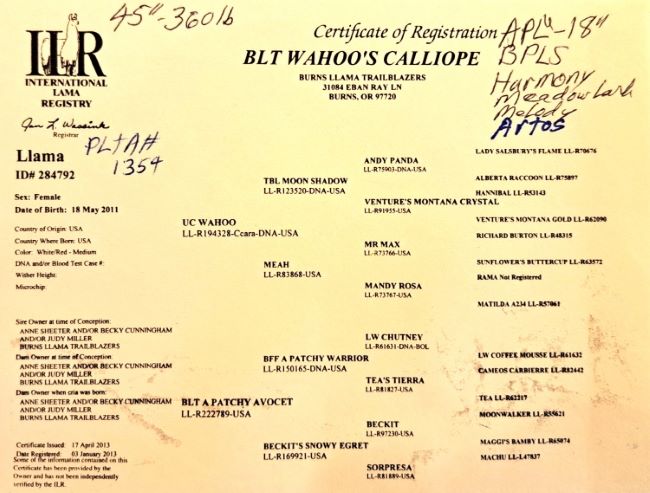 Pedigree of BLT Peppy's Pogo
