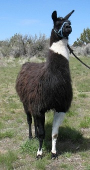 Burns Llama Trailblazers Obsidian Edition has excellent conformation