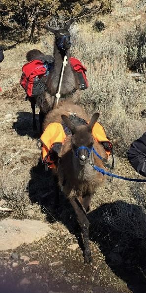 Young llamas working in a string