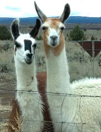 Enjoy a hike with Burns Llama Trailblazers